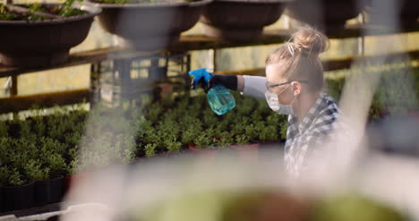 agricultura jardinero esparciendo fertilizante en plantas en invernadero