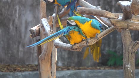 tropical parrots in the chiang mai zoo