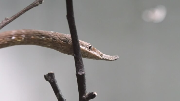 Close-up van een Malagassische bladneusslang
