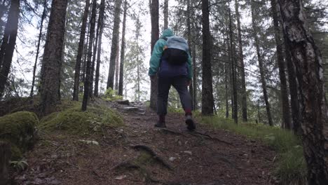 un excursionista en un bosque