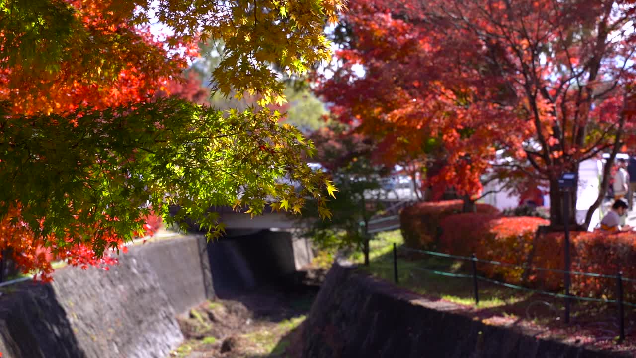 가와구치코의 단풍잎 회랑에서 아름다운 가을 단풍을 가까이에서