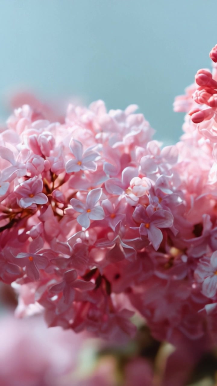 Delicate Blooms: A Close-Up of Vibrant Pink Lilac Flowers in Soft Focus Against a GentleBackground, Capturing Nature's Beauty and Elegance