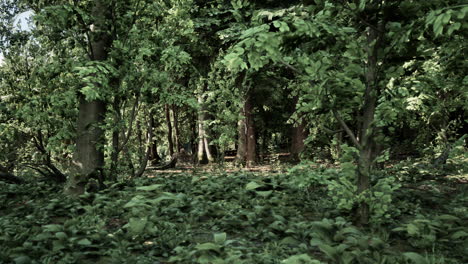 bosque verde y tranquilo