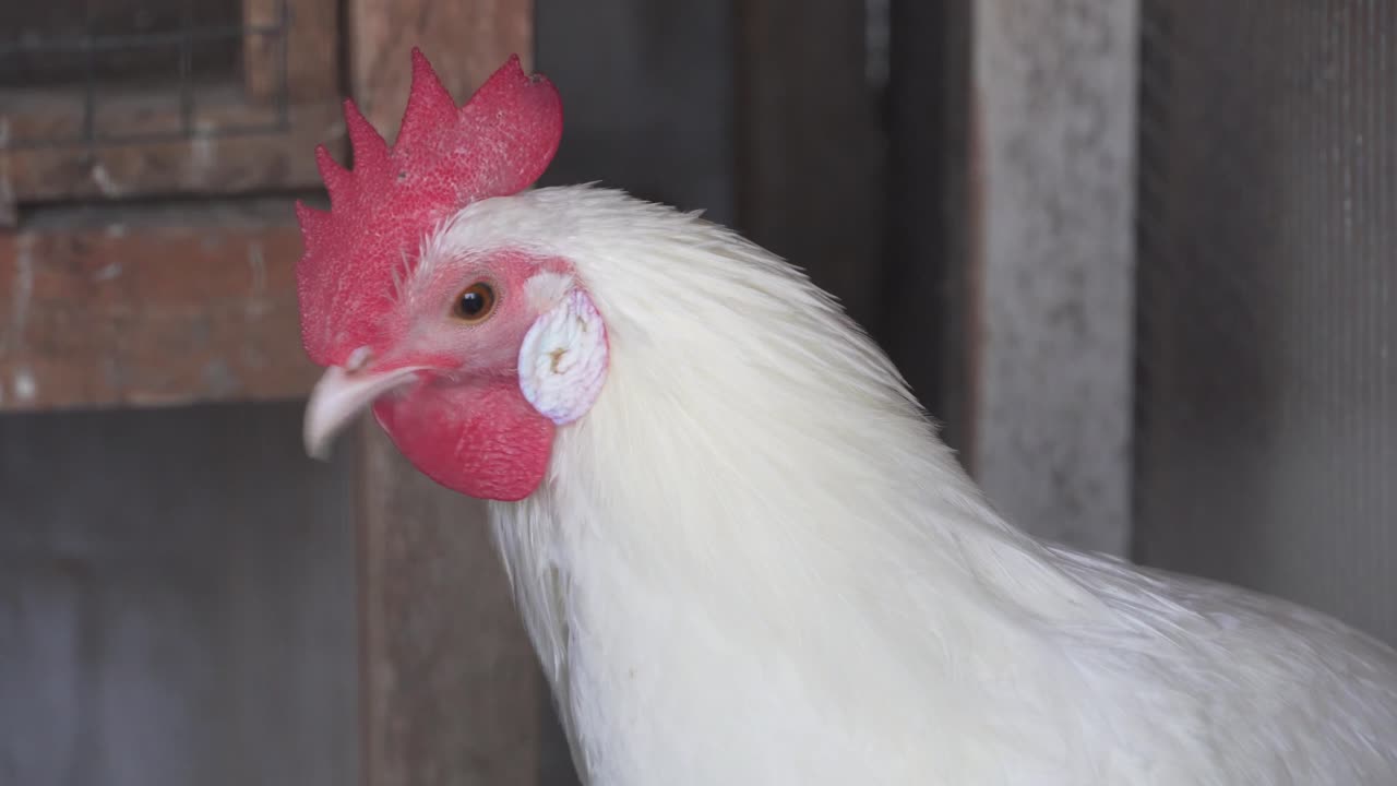 Profile View of Pure White Rooster with Large Red Comb Standing in Coop