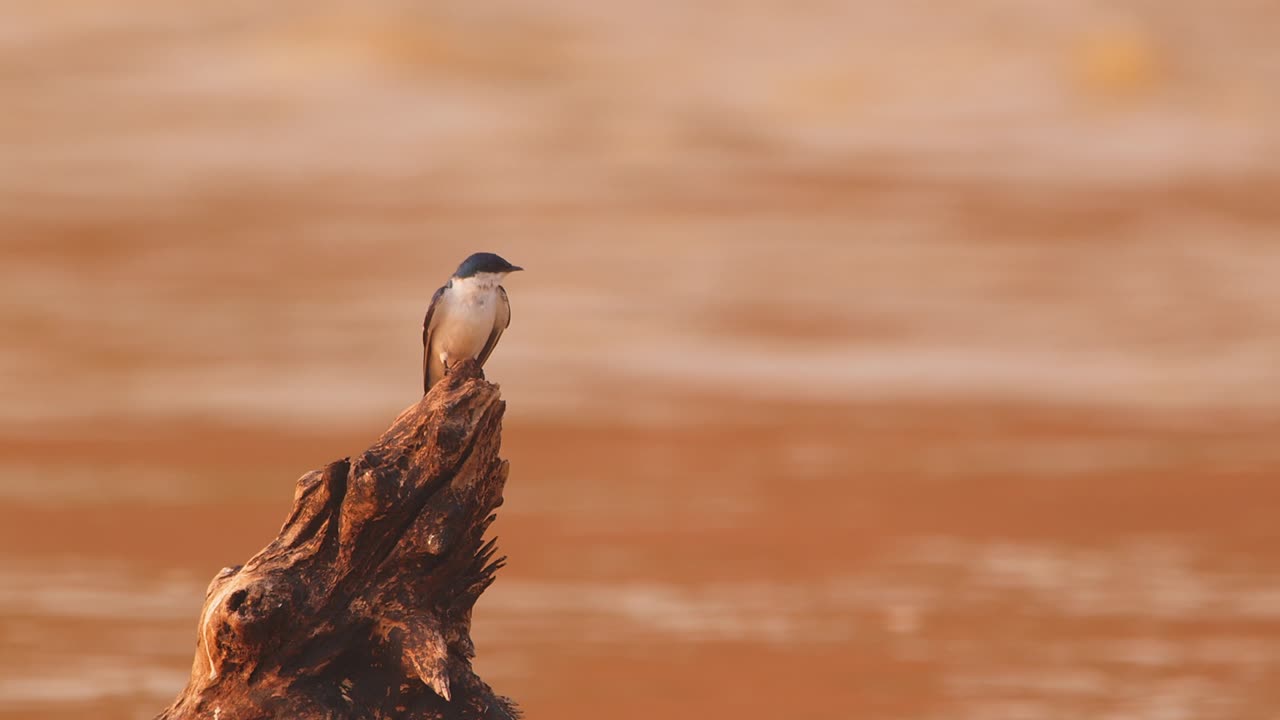 Rondine dalle ali bianche appollaiata su un ceppo d'albero vicino al fiume Tambopata, che poi spicca il volo a Tambopata, Perù