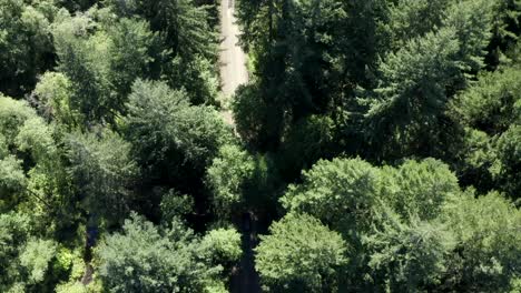 vw van vintage van driving through forest aerial view 4k drone