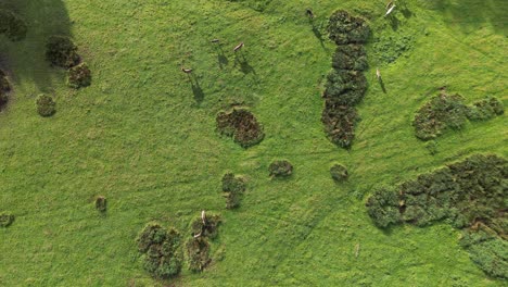 Vogelperspektive-Von-Hirschen,-Die-In-Einem-Wildpark-In-Der-Landschaft-Von-Kent-Umherstreifen