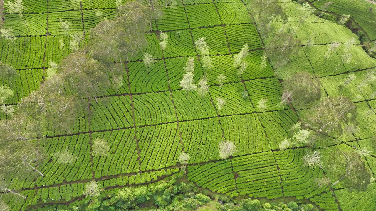 Aerial drone shot showcasing the vibrant green patterns of a tea plantation. The footage captures the natural symmetry and lush tropical vegetation. Bedakah Tea Plantation, Indonesia