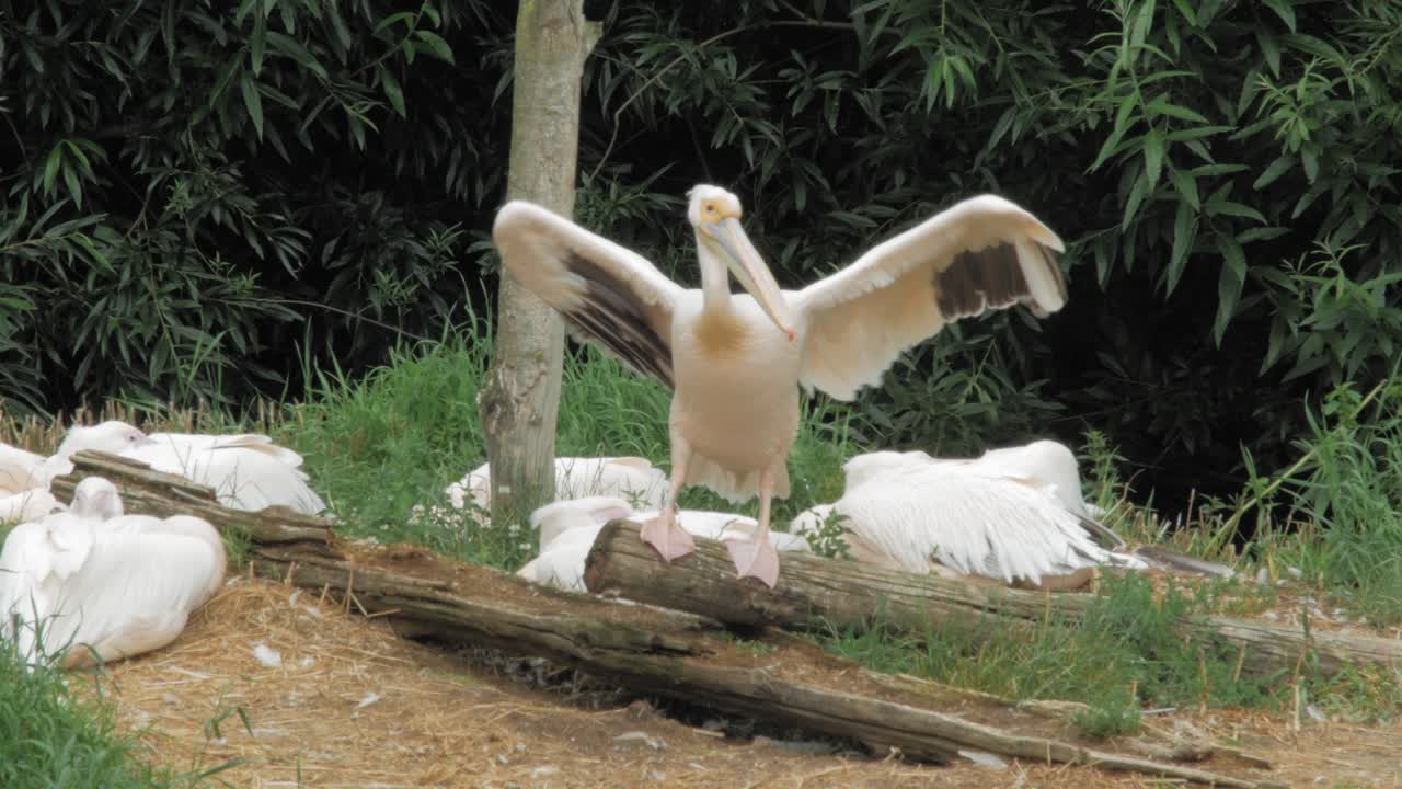 gran pelícano blanco de pie sobre madera se extendió y agitó sus alas
