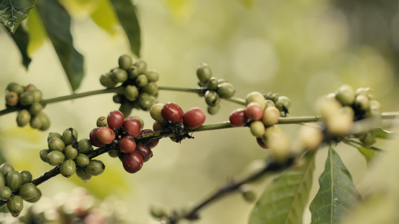 Close up of a hand inspecting Robusta coffee beans growing on a plant