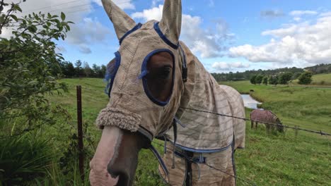 caballo con máscara de mosca y sábana en el pasto