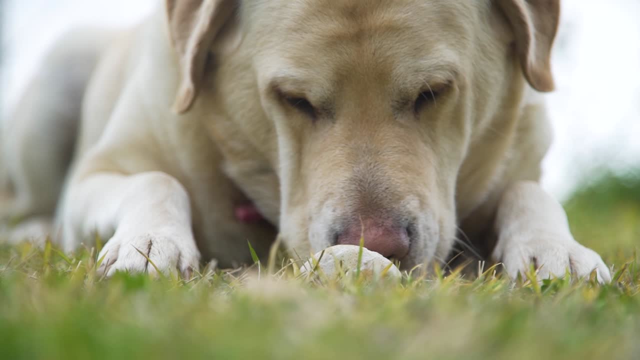 labrador juguetón tirado en la hierba, jugando con una roca