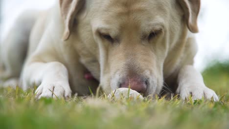 playfull labrador laying down in the grass, playing with a rock