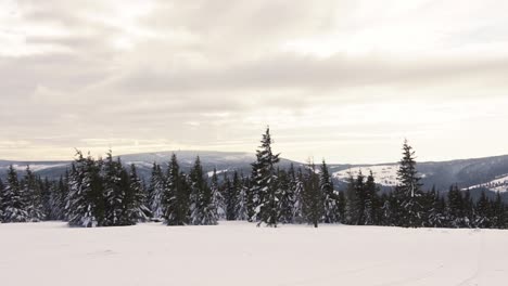 Fir-trees-in-winter-growing-on-top-of-mountain-during-sunny-and-cloudy-day-in-Czech,Europe