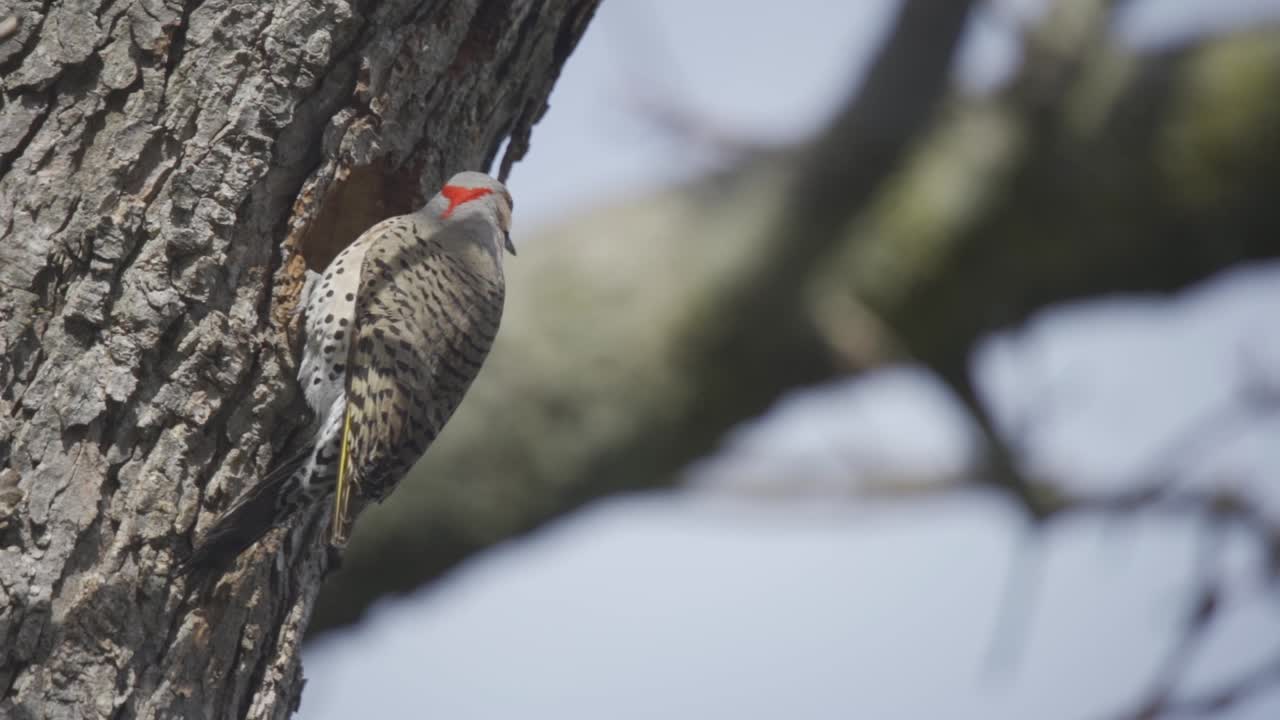 un parpadeo del norte posado en un árbol con una cavidad de nido hueco, hermoso retrato