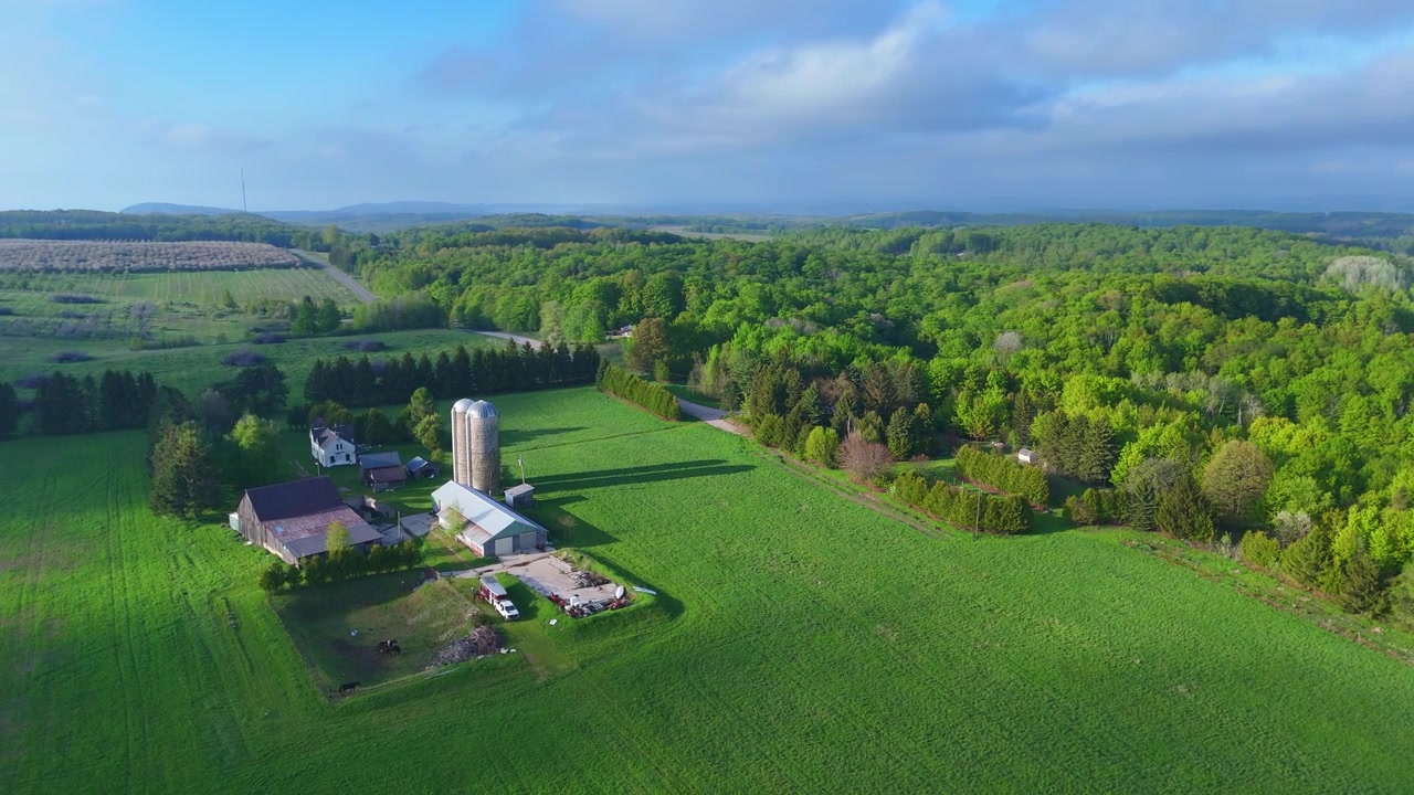 Smukke arabiske heste græsser på en landlig gård i Leelanau County med frodige grønne marker.