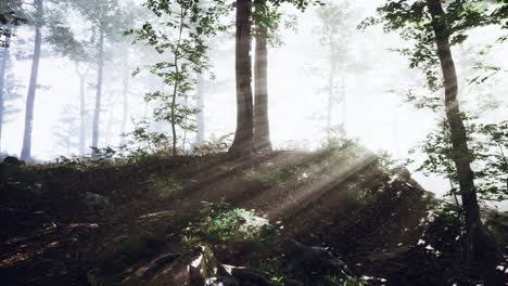 Die-Aufgehende-Sonne-Fällt-An-Einem-Nebligen-Sommermorgen-In-Den-Laubwald