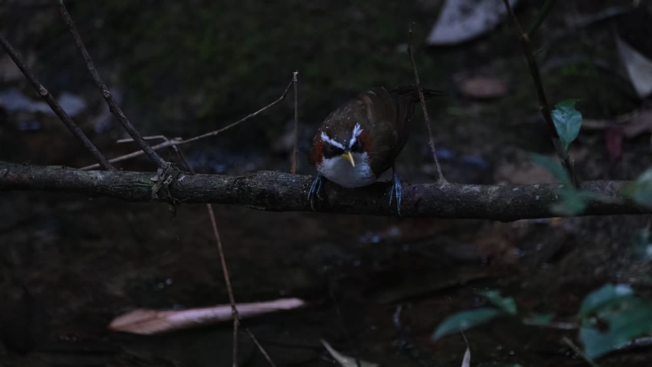 Pomatorhino a sciabola dalle sopracciglia bianche (Pomatorhinus schisticeps), Thailandia.