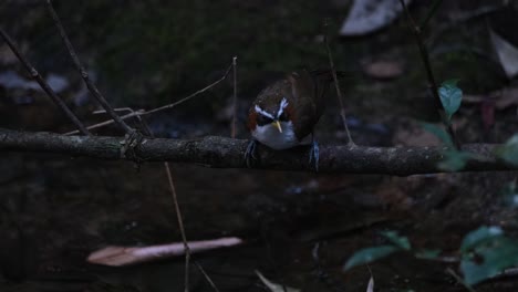 Cimitarra-De-Ceja-Blanca-Charlatán-Pomatorhinus-Schisticeps,-Tailandia