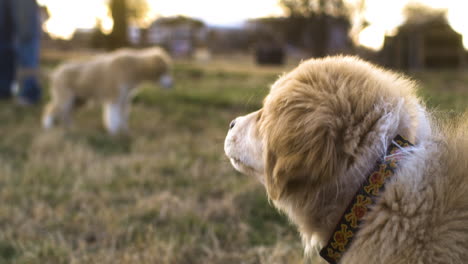 rear shot of golden puppy dog head running towards another dog at golden hour