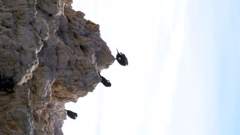 three black cormorants resting on the rocks with the blue sky in the background on a sunny day at midday