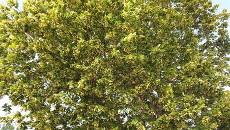 lime tree completely covered in blossom of beautiful scented flowers