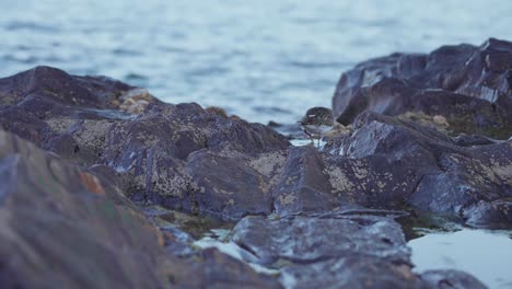 Sandpiper-searching-for-food-near-the-sea