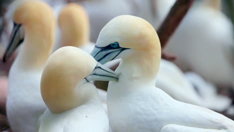 Northern-gannet-face-close-up-in-4k-60fps-slow-motion-taken-at-ile-Bonaventure-in-Percé,-Québec,-Gaspésie,-Canada