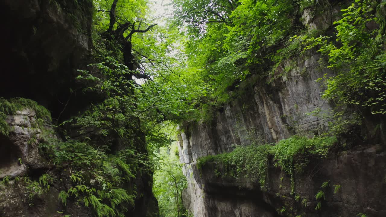 el bosque escondido del cañón.