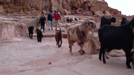 a few tourists walks among the herd of goats on the steep side of the mounain in ancient city of petra