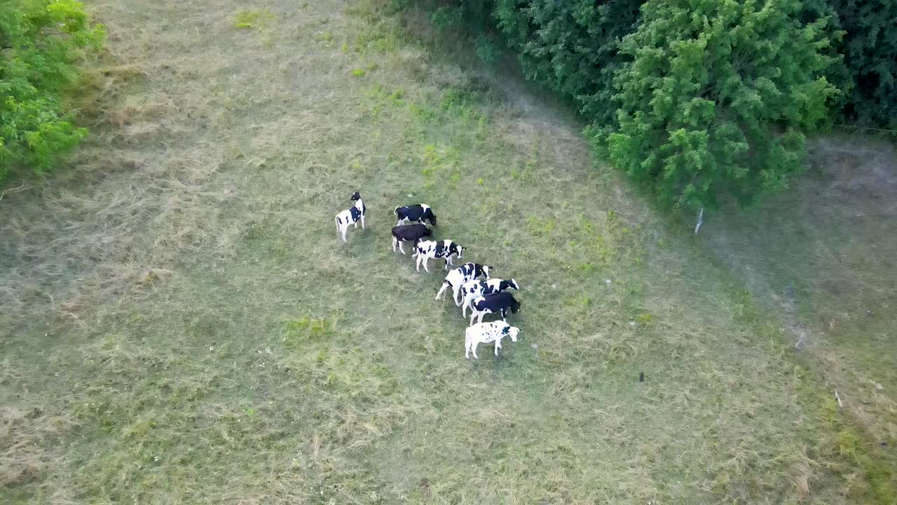 필드에서 방목하는 소 아름다운 드론 비디오