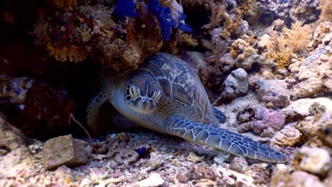 green sea turtle sleeping in the coral reef