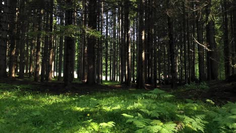 a beautiful forest view in italy