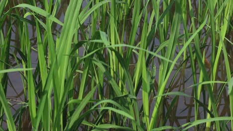 a detailed look at vibrant green rice leaves in a dense arrangement, showcasing their natural beauty.