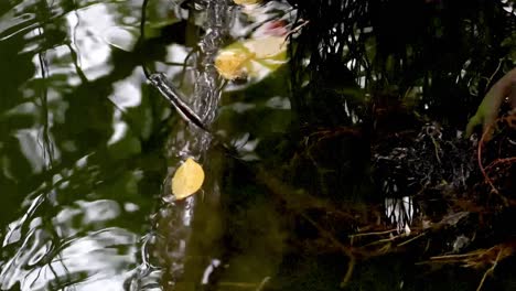 rippling water with fallen leaves