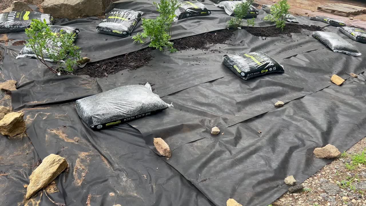 주차 도로 를 따라 블루베리 관목 을 심는 것 - diy 홈 프로젝트