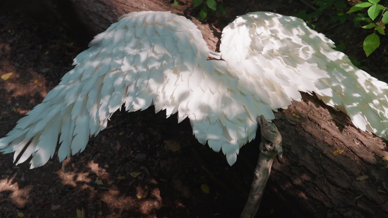 Top view of angel wings resting on fallen forest log, sunlight highlighting delicate feather details, surrounded by greenery, evoking peace, purity, and spiritual calm within natural woodland