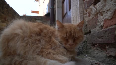 un gato rojo somnoliento se está despertando lentamente de su sueño vespertino en un antiguo pueblo de italia
