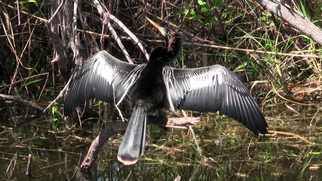 aves del bosque de manglares pin the everglades 10