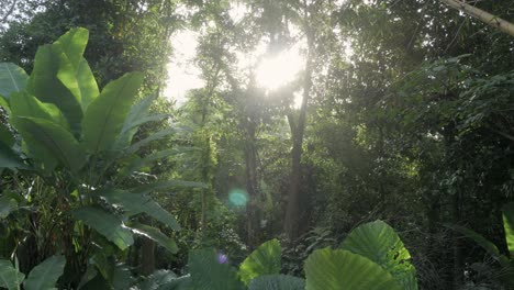 sun rays light shines through trees and branches of jungle tropical rain forest mountain in phuket