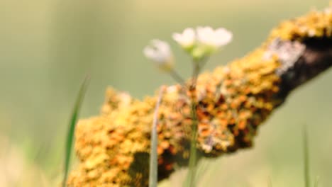 macro 4k shots of spring time grass and it's wild life