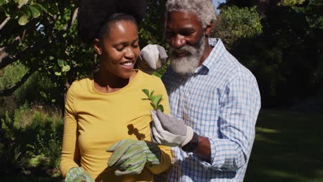 Smiling-african-american-couple-gardening-in-sunny-garden-looking-at-a-tree-cutting