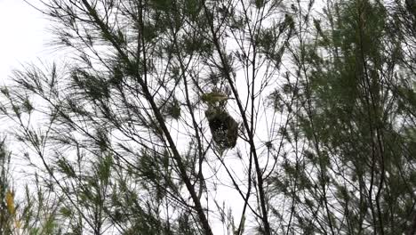 Un-Pájaro-Tejedor-Rayado-Posado-En-El-Nido-Y-Luego-Voló-Hacia-El-Nido