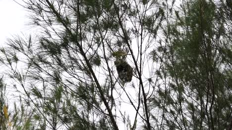 a streaked weaver bird perched on the nest and then flew into the nest