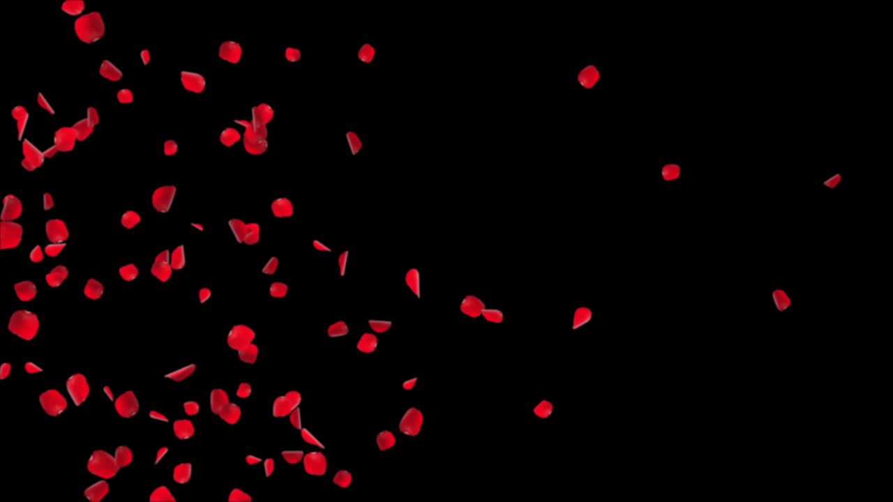 사쿠라 또는 체리 꽃잎의 분홍색 만적 인 떨어지는 꽃잎, 루프 4k 모션 봄 꽃 그래픽 녹색 화면.