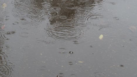 raindrops fall in puddle with leaves on road