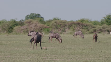 ñus-Corriendo-En-El-Campo-De-Hierba-Hacia-La-Manada-De-ñus-En-La-Reserva-De-Caza-De-Moremi,-Botswana---Toma-Amplia