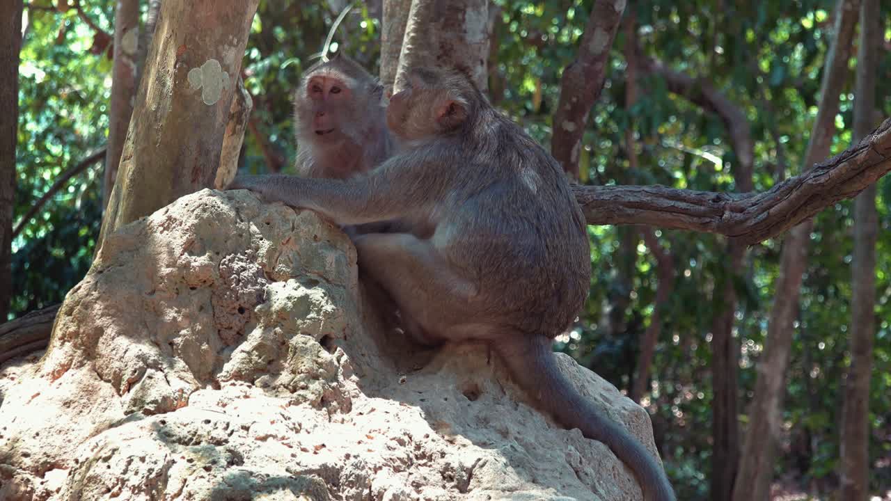 dos monos macacos acicalándose unos a otros en una roca en la jungla
