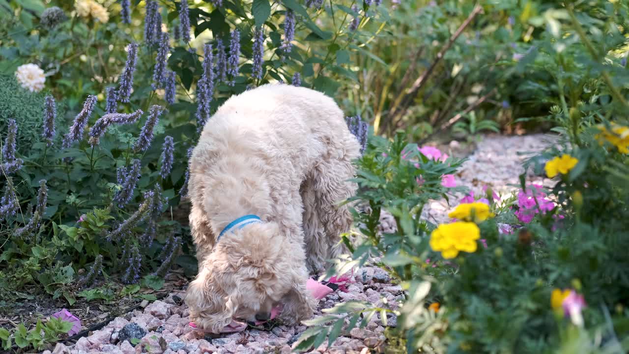 귀여운 개는 화려한 녹색 꽃밭 길에 있는 돼지 장난감을 핥고 고정된 소프트 포커스 필름 모양