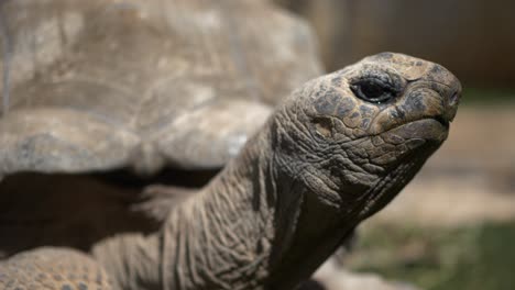 4k---Galapagos-Riesenschildkröte-Bewegt-Sich-Auf-Einer-Kamera